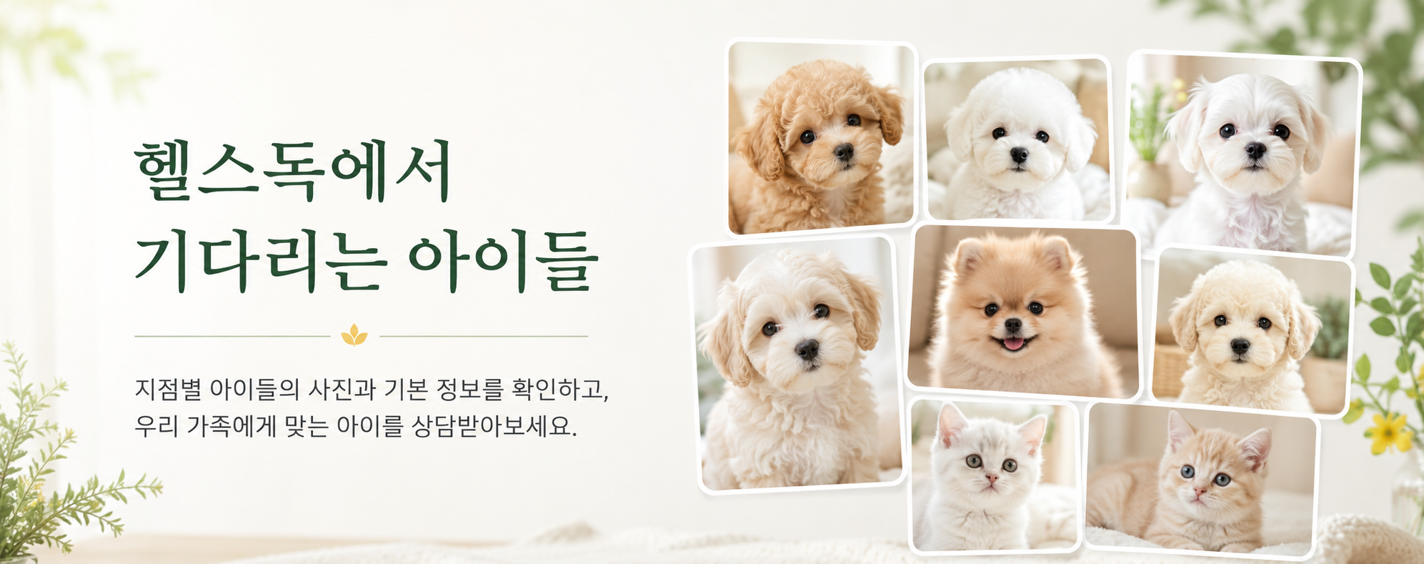 헬스독에서 상담 가능한 아이들 콜라주