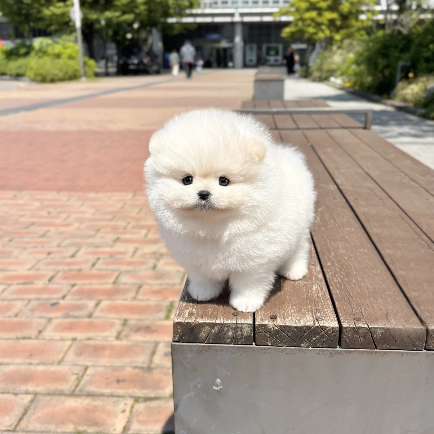 크림 포메 포메라니안 사진