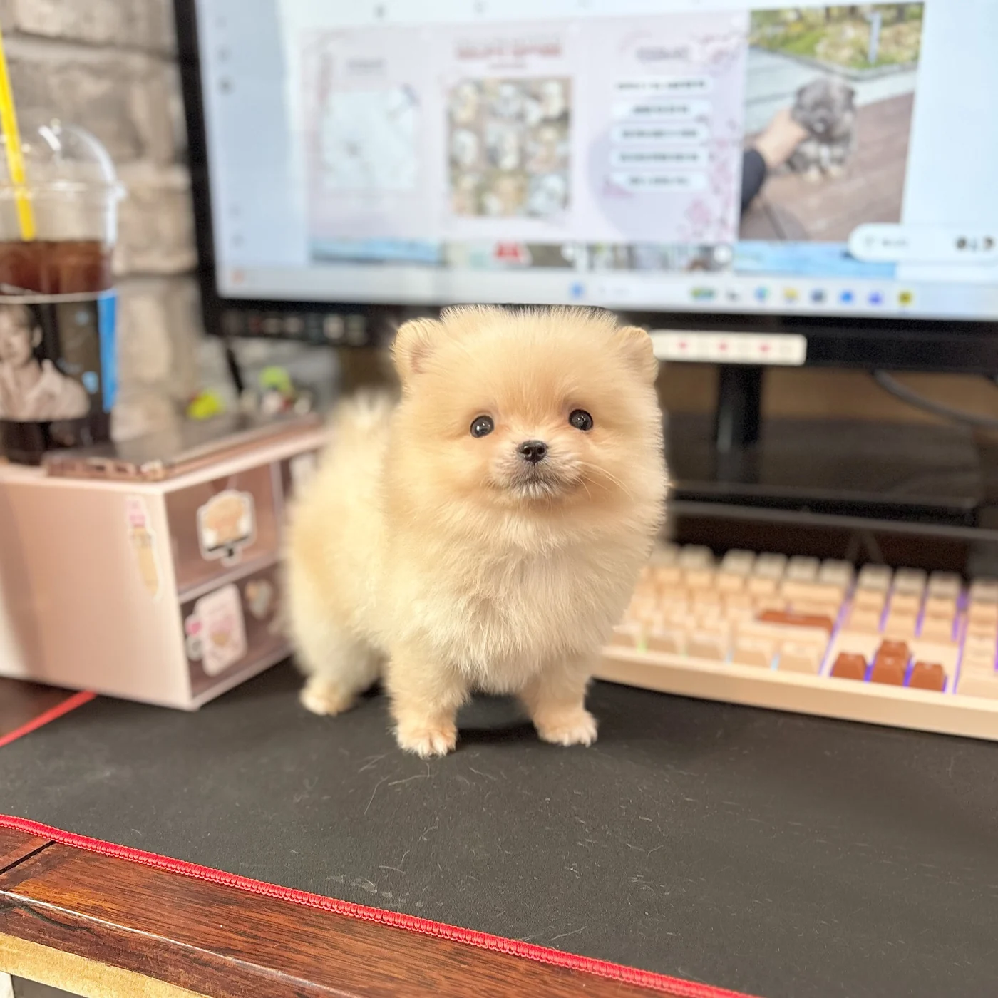 가든 화이트 소형견 사진
