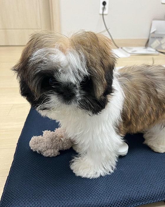 친절히 안내해 주시고 저의 댕댕이 결정하는데 많은 도움을 주셨어요. 정말 추천드립니다~^^
