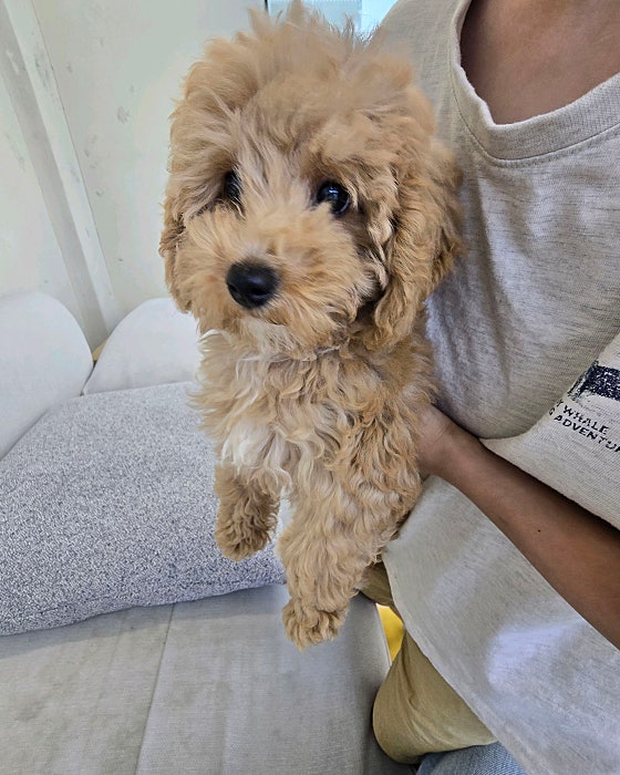 구경 왔다가 색감이 너무 이쁜 골드두들에 빠져서 집으로 함께 가게 되었습니다♡ 사장님 정말 친절하시고 설명도